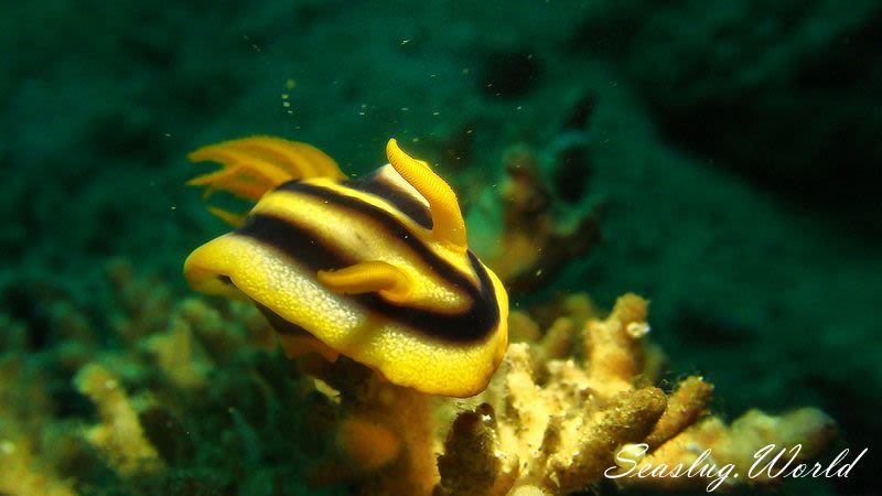 クロモドーリス・ジョシュイ Chromodoris joshi