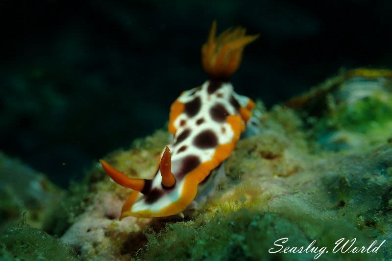 サビウライロウミウシ Hypselodoris purpureomaculosa