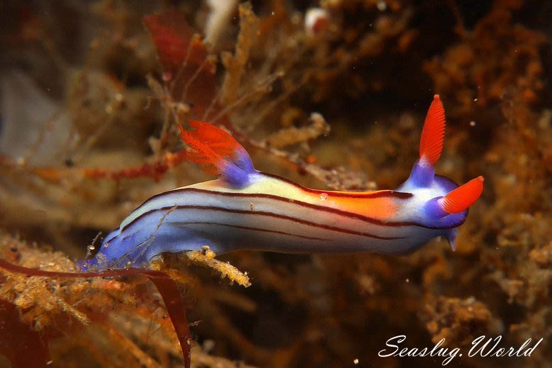 セトリュウグウウミウシ Nembrotha sp. 2