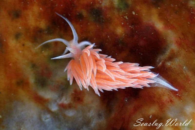 サクラミノウミウシ Sakuraeolis sakuracea