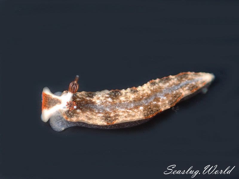 クチヒゲオトメウミウシ Dermatobranchus fortunatus