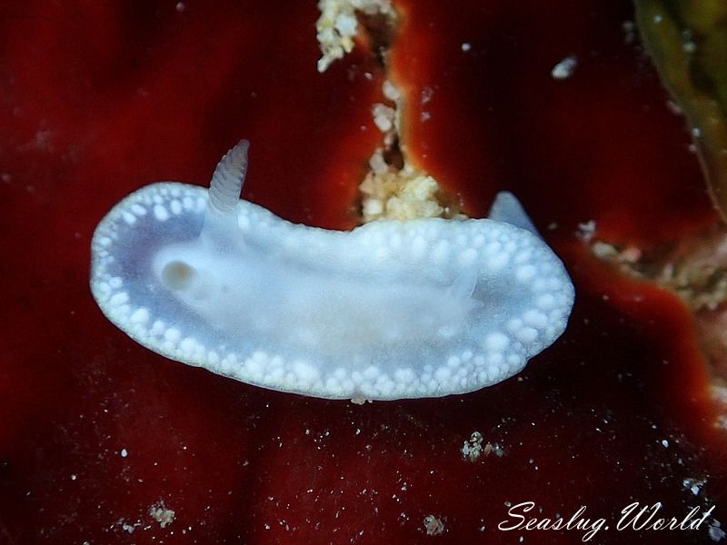 オボロイロウミウシ Glossodoris sp. 2