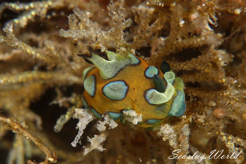 スルガリュウグウウミウシ Tambja pulcherrima