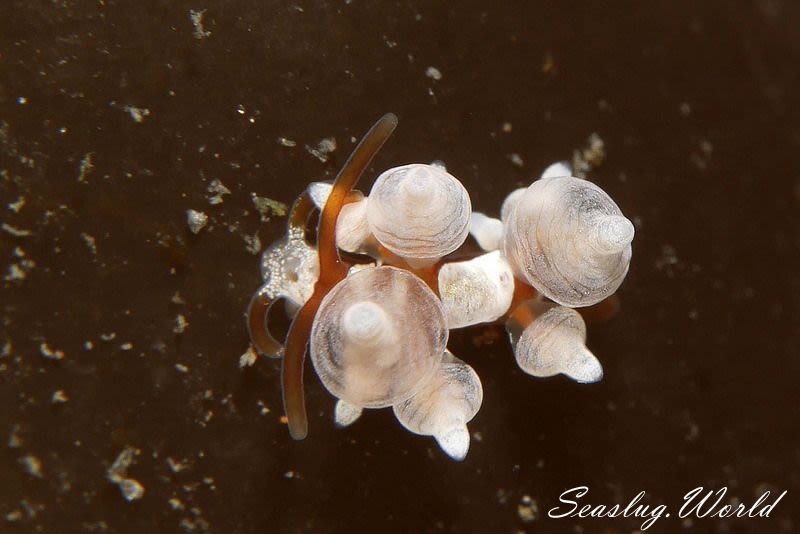 イナバミノウミウシ Eubranchus inabai