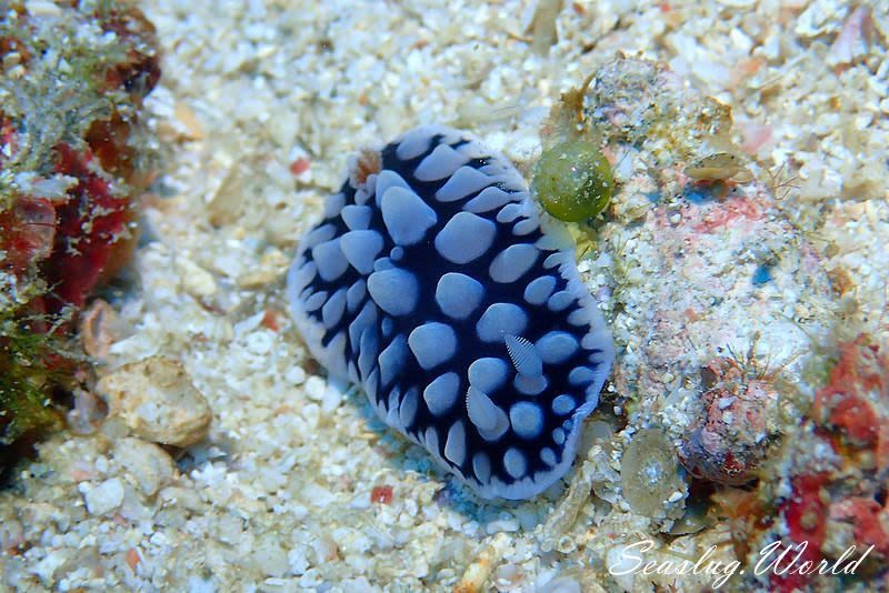 コウシンウミウシ Dendrodoris carbunculosa