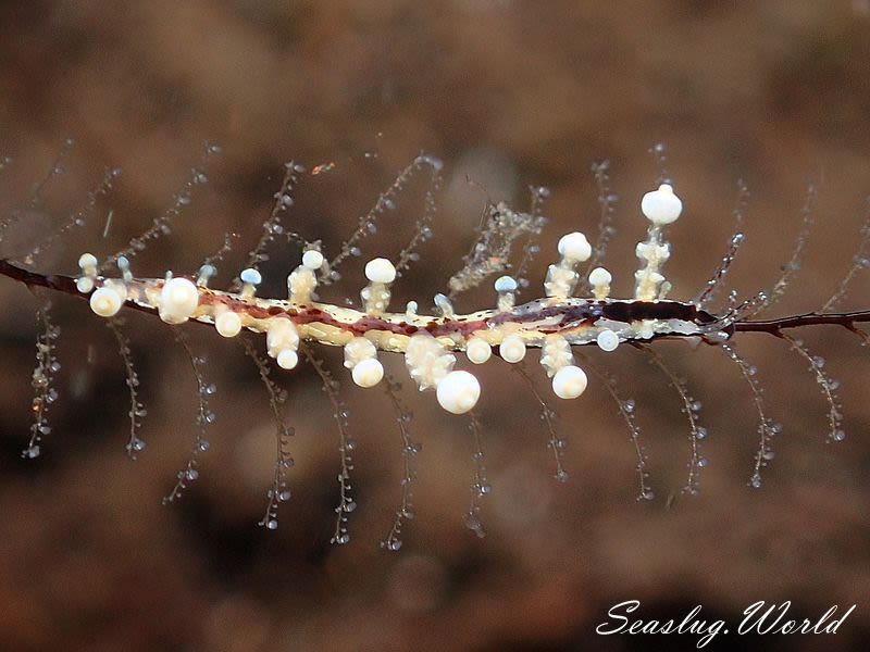 ヤマンバミノウミウシ Eubranchus putnami