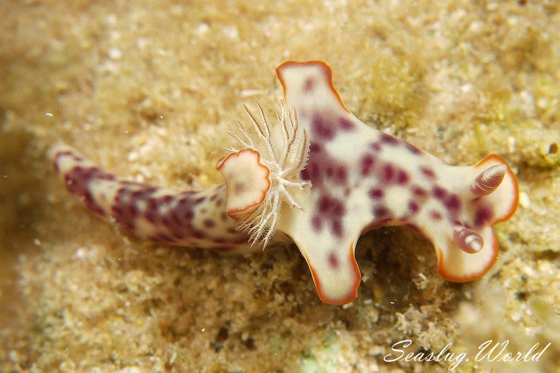 ミナミニシキウミウシ Ceratosoma gracillimum