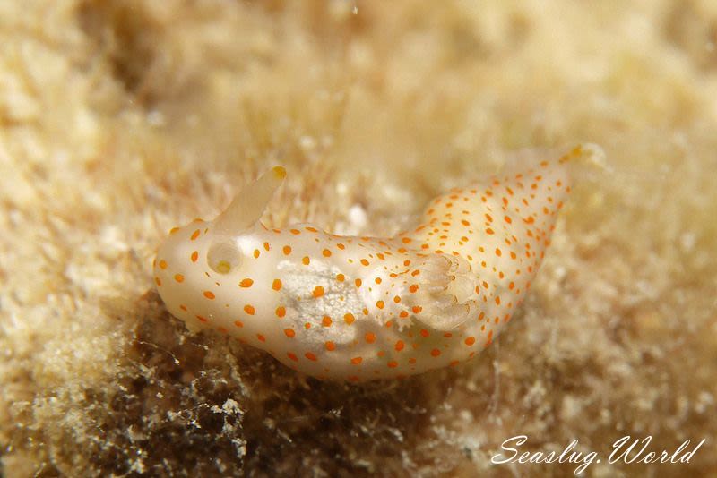 スカシキヌハダウミウシ Gymnodoris sp. 4