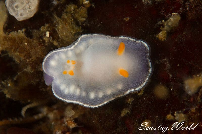 シラウメウミウシ Goniobranchus nona