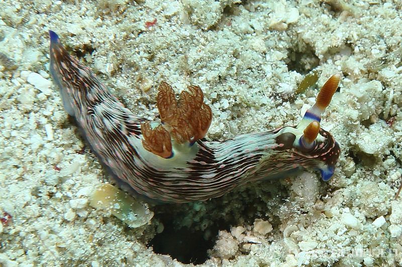 トウモンリュウグウウミウシ Nembrotha livingstonei