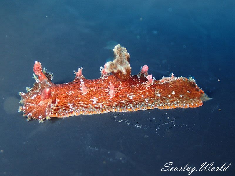 ベッコウヒカリウミウシ Plocamopherus imperialis