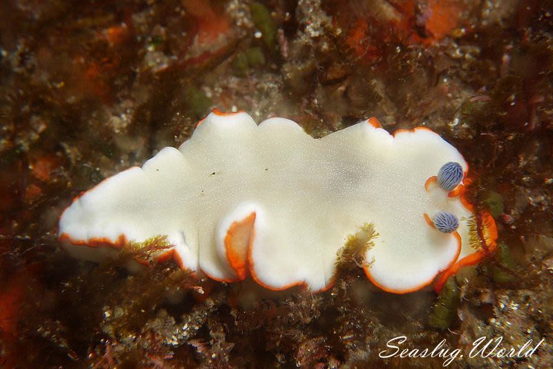 アワシマオトメウミウシ Dermatobranchus albopunctulatus