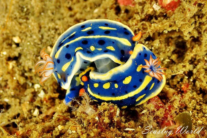 アオウミウシ Hypselodoris festiva