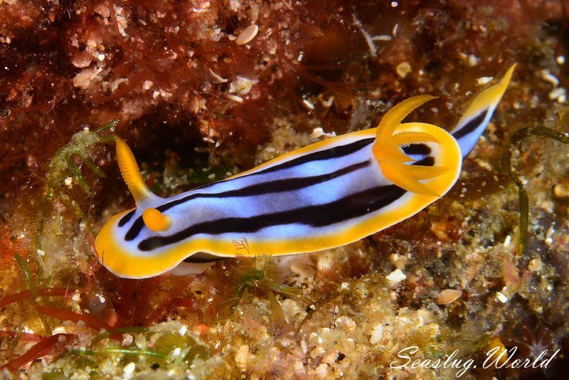 シボリイロウミウシ Chromodoris strigata