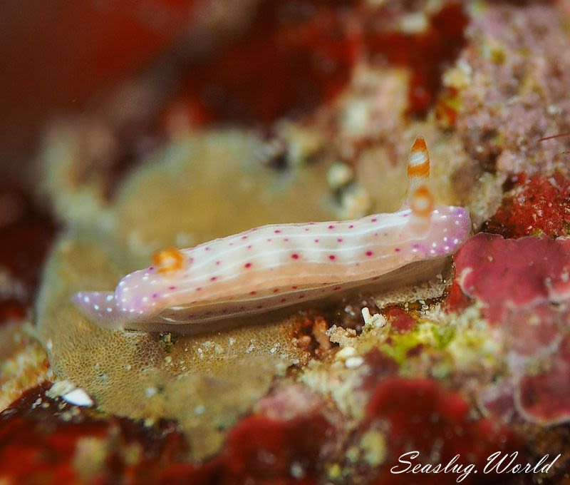 ニヨリセンテンイロウミウシ Hypselodoris maculosa