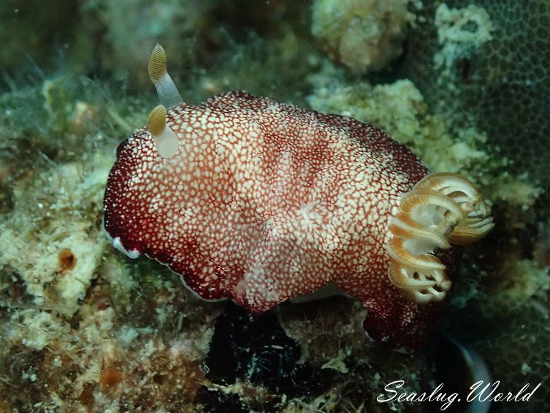 チリメンウミウシ Goniobranchus reticulatus