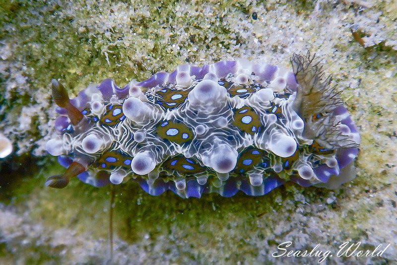 ミヤコウミウシ Dendrodoris krusensternii