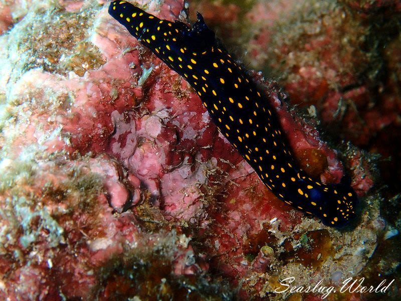 フェリマレ・カリフォルニエンシス Felimare californiensis