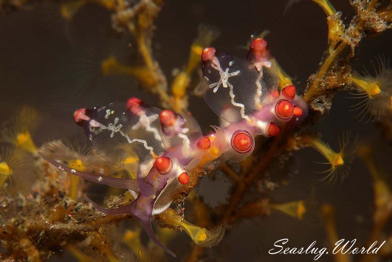 モモイロホリミノウミウシ Eubranchus sp.22