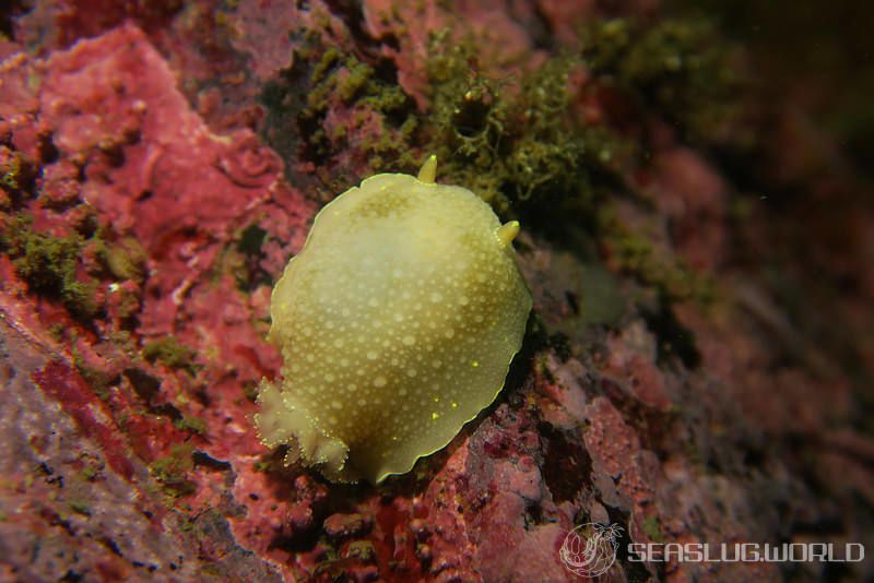 カドリナウミウシ Cadlina japonica