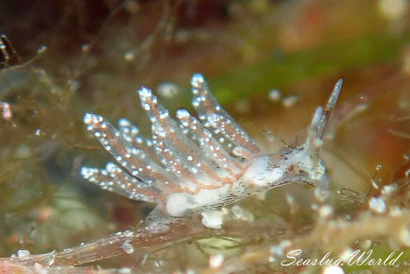 ベルグウミウシ Stiliger berghi