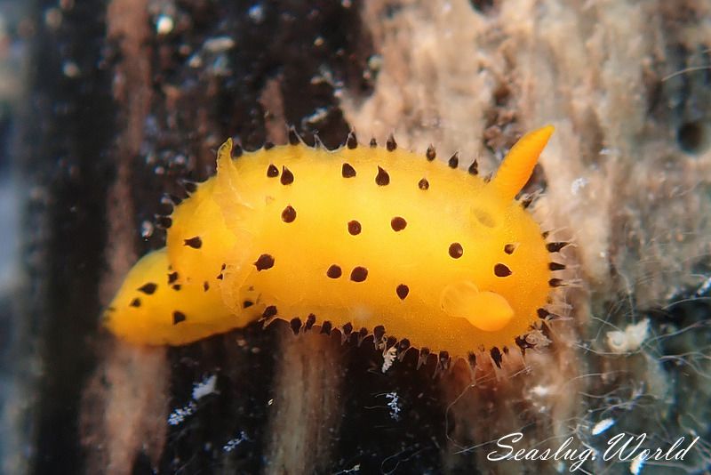 ヤグルマウミウシ Crimora Lutea 世界のウミウシ