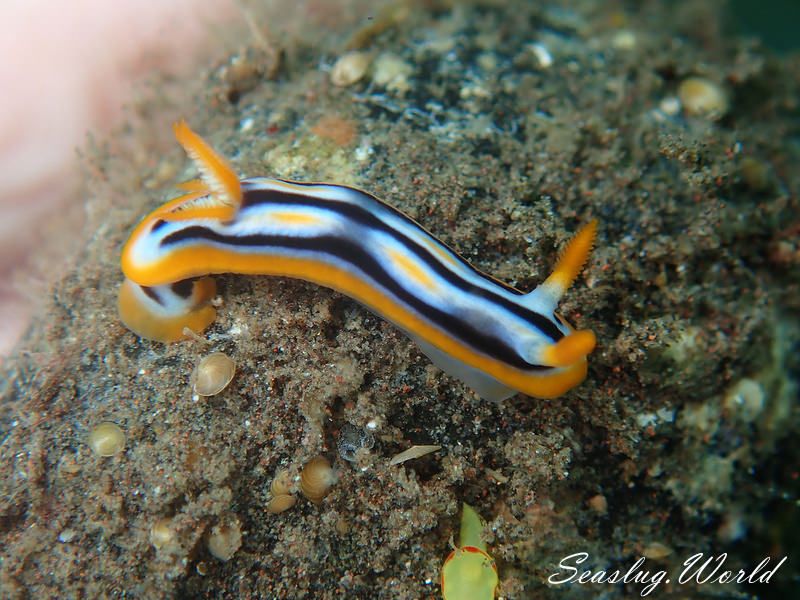 ガヒイロウミウシ Chromodoris sp. 2