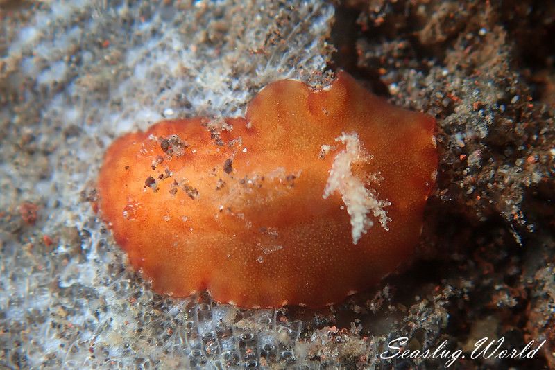 スオウウミウシ Platydoris sanguinea