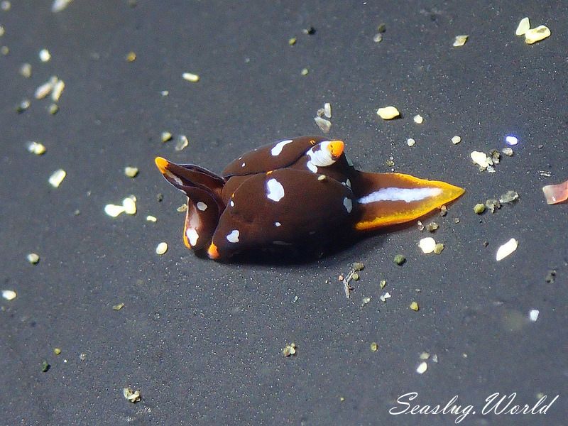 アユカワウミコチョウ Siphopteron fuscum