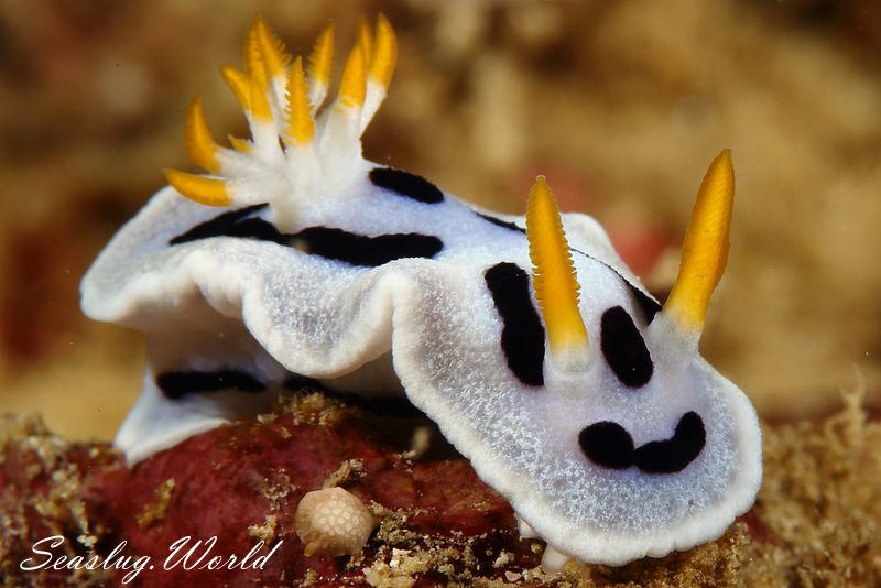 ダイアナウミウシ Chromodoris alcalai