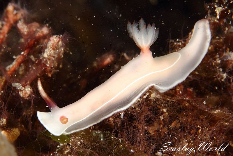 ゾウゲイロウミウシ Hypselodoris bullockii