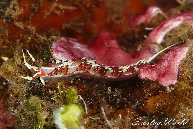 ヒブサミノウミウシ Caloria indica