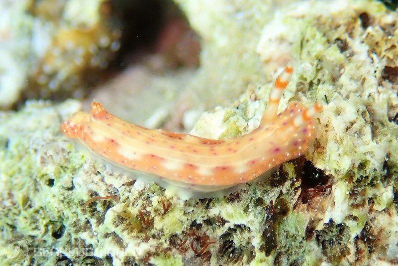 センテンイロウミウシ Hypselodoris decorata