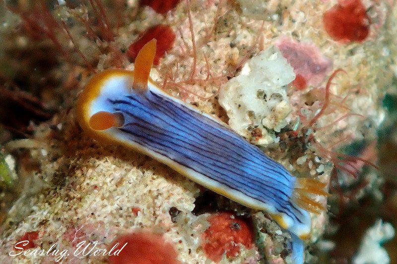 クロモドーリス・クアッガ Chromodoris quagga