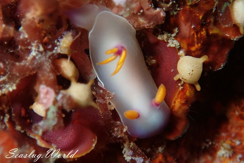 ゾウゲイロウミウシ Hypselodoris bullockii