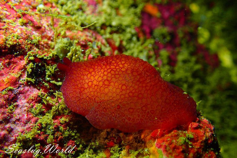 カメノコフシエラガイ Pleurobranchus peronii