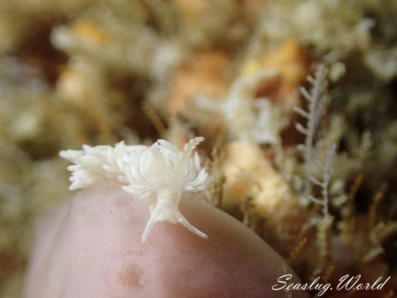 ツノワミノウミウシ Trinchesia anulata