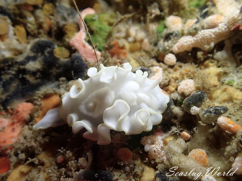 シロタエイロウミウシ Glossodoris buko