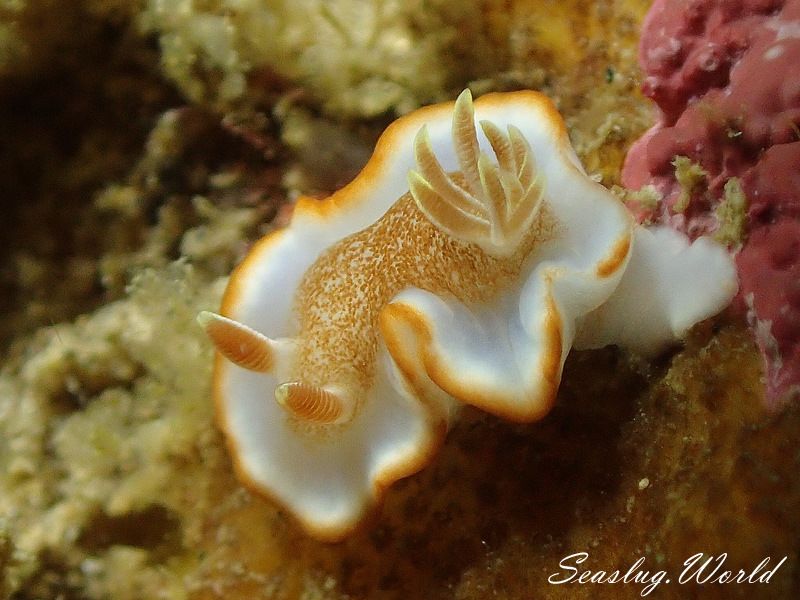 キャラメルウミウシ Glossodoris rufomarginata