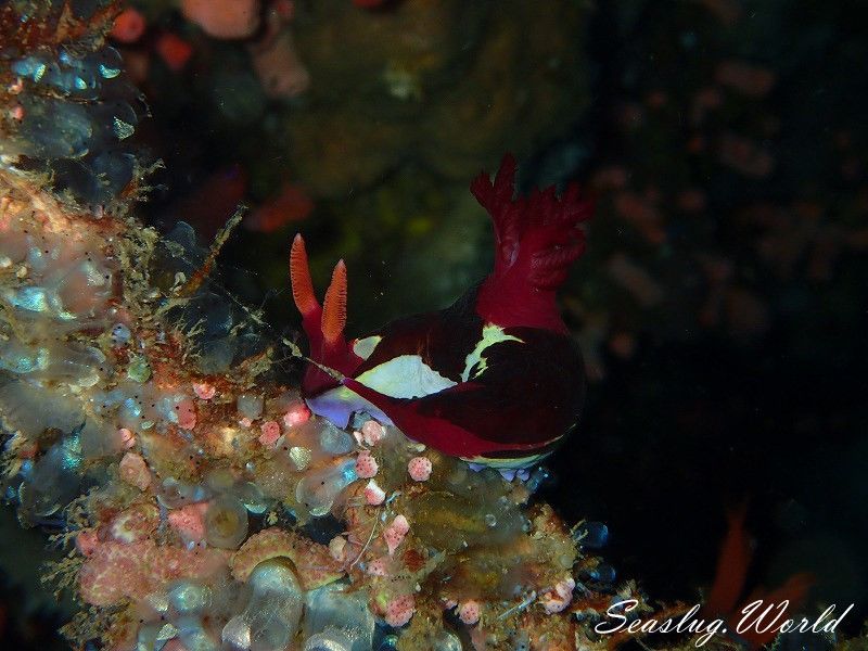 セグロリュウグウウミウシ Nembrotha chamberlaini