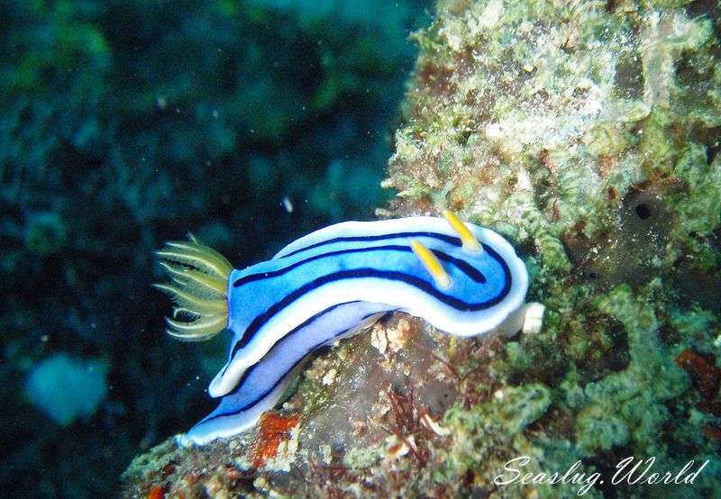 ミスジアオイロウミウシ Chromodoris lochi