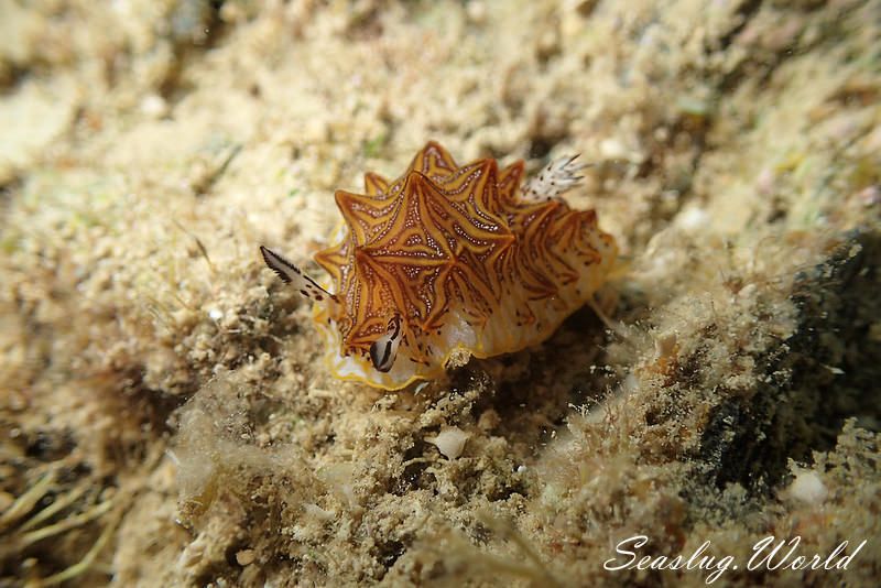 モザイクウミウシ Halgerda tessellata