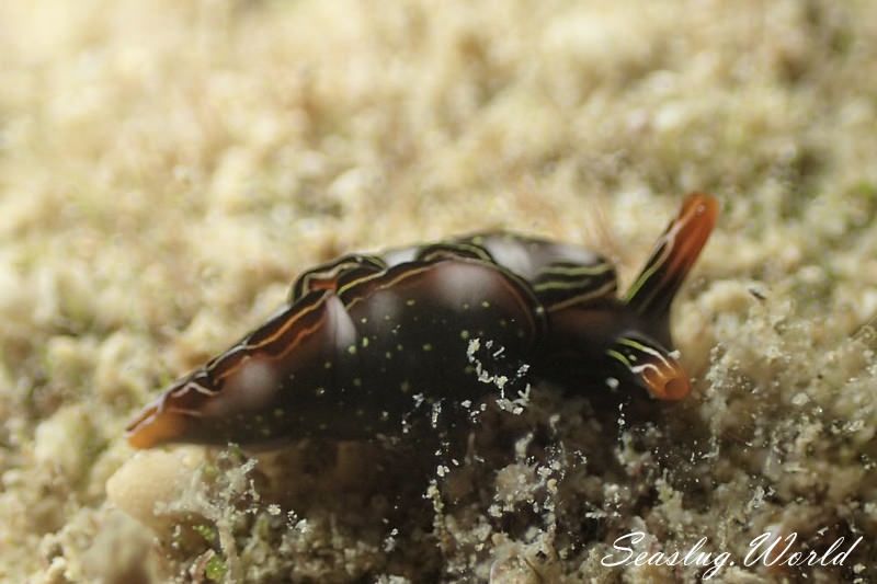 ハナミドリガイ Thuridilla splendens