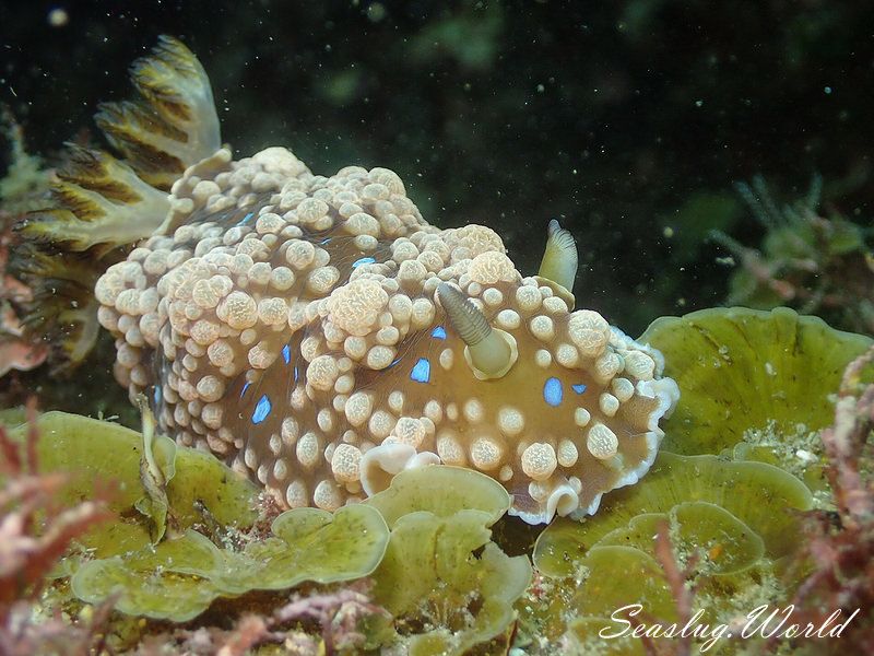 ミヤコウミウシ Dendrodoris krusensternii