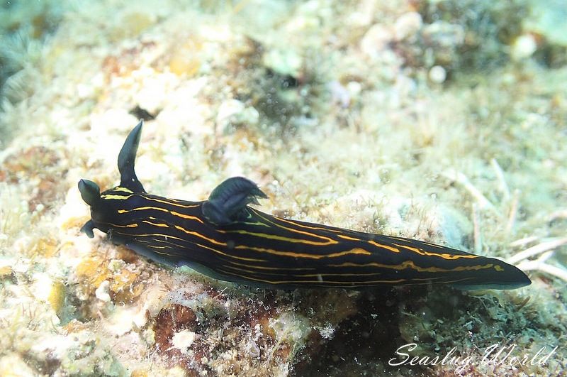 イシガキリュウグウウミウシ Tyrannodoris luteolineata