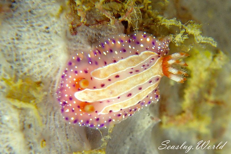 イチゴミルクウミウシ Mexichromis aurora