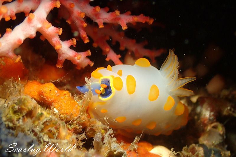 キイボキヌハダウミウシ Gymnodoris impudica