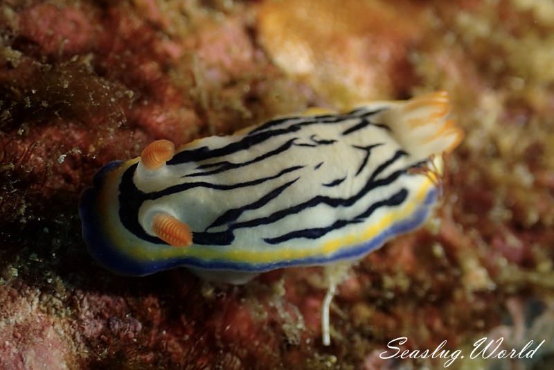 リュウモンイロウミウシ Hypselodoris maritima