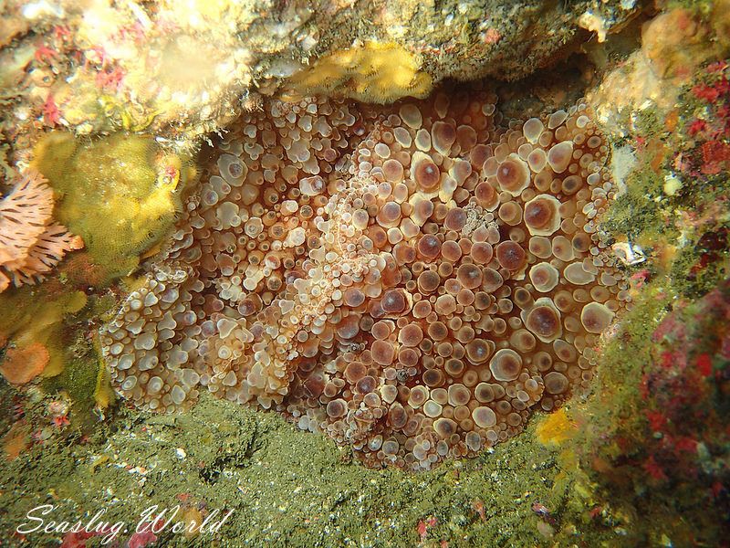 マンリョウウミウシ Carminodoris armata