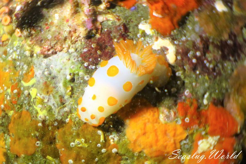 キイボキヌハダウミウシ Gymnodoris impudica